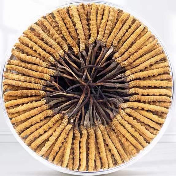 克孜勒苏柯尔克孜冬虫夏草回收